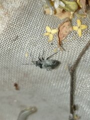 Heteroptera
