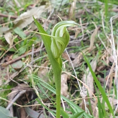 Pterostylis alpina