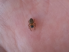 Maratus scutulatus