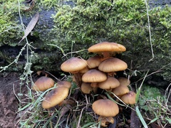 Armillaria luteobubalina