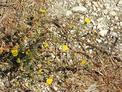 Pulicaria paludosa
