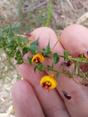 Daviesia squarrosa