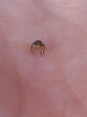 Maratus scutulatus