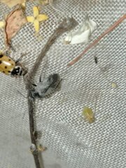 Heteroptera