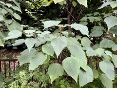 Mallotus japonicus