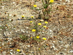 Pulicaria paludosa