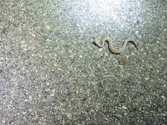 Crotalus cerastes cerastes