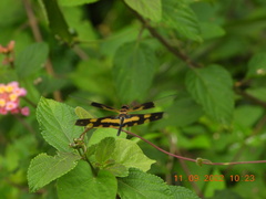 Rhyothemis variegata