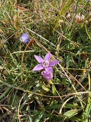 Gentianella germanica