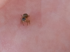 Maratus scutulatus