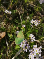 Callophrys rubi