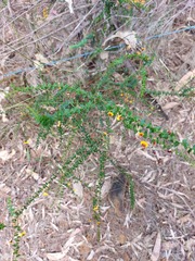 Daviesia squarrosa