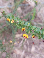 Daviesia squarrosa