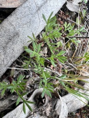 Daucus glochidiatus