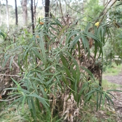 Ozothamnus ferrugineus