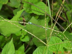 Pseudagrion decorum
