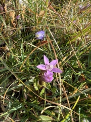 Gentianella germanica