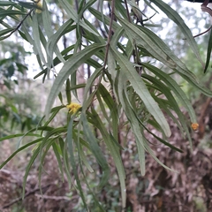 Ozothamnus ferrugineus