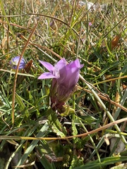 Gentianella germanica
