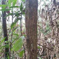 Ozothamnus ferrugineus