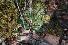 Allittia uliginosa