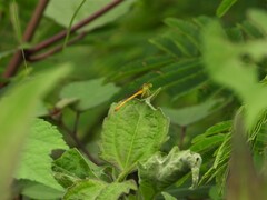Ceriagrion coromandelianum
