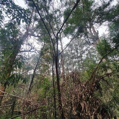 Ozothamnus ferrugineus