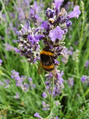 Bombus lucorum