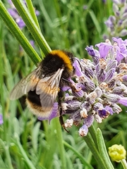 Bombus lucorum