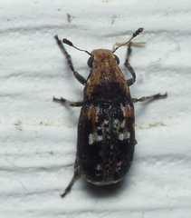 Euparius paganus