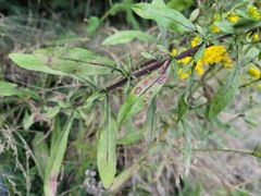 Solidago nemoralis