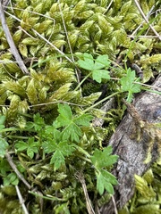 Hydrocotyle foveolata