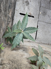 Ficus virens