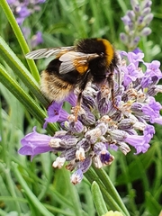 Bombus lucorum