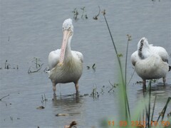 Pelecanus philippensis