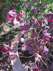 Oxalis triangularis