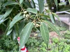 Quercus myrsinifolia