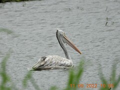 Pelecanus philippensis