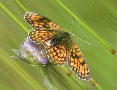 Melitaea