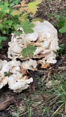 Laetiporus cincinnatus