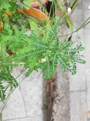 Phyllanthus amarus