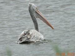 Pelecanus philippensis