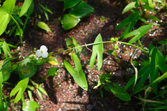 Sagittaria trifolia