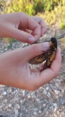 Acherontia atropos