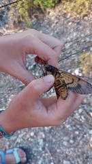 Acherontia atropos