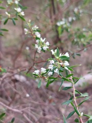 Styphelia mutica