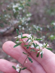 Styphelia mutica