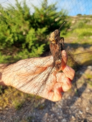 Acherontia atropos