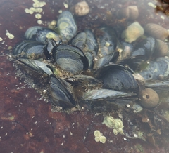 Mytilus edulis