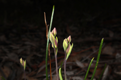 Thelymitra antennifera